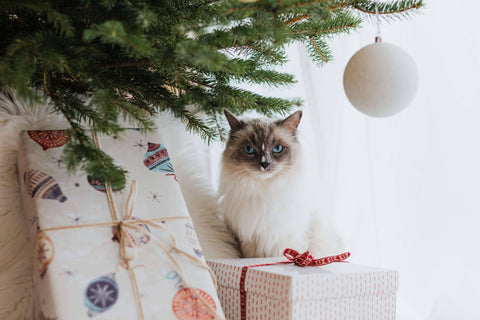 Gatos, navidad, fiestas, diciembre y mascotas, cuidado mascotas