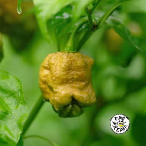 Pepper X Ed Currie - World's Hottest Chilli