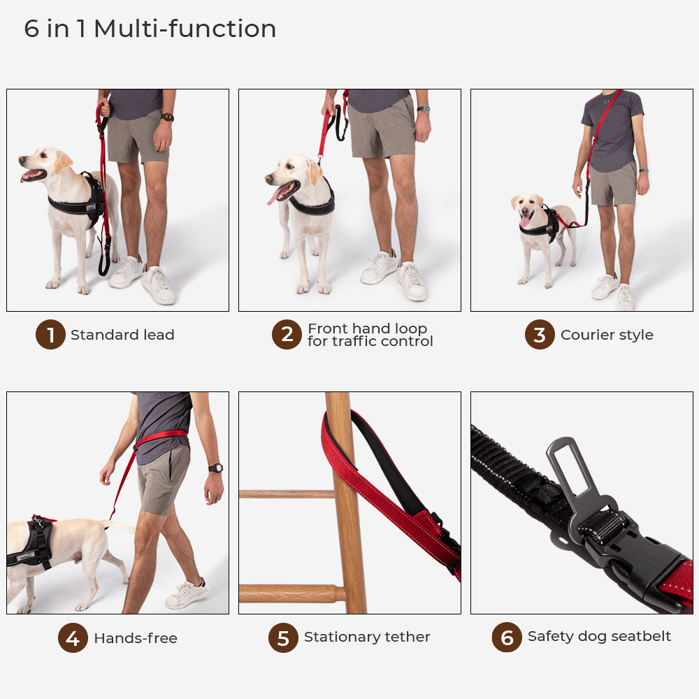 multi function dog lead