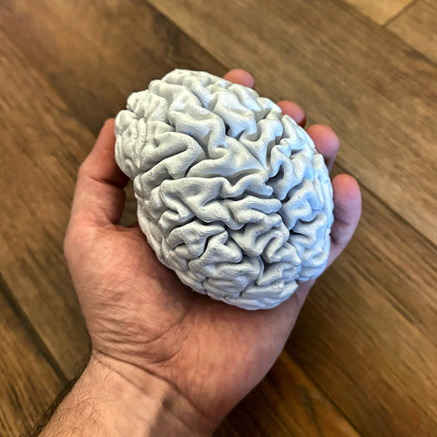 3D printed model of a brain MRI