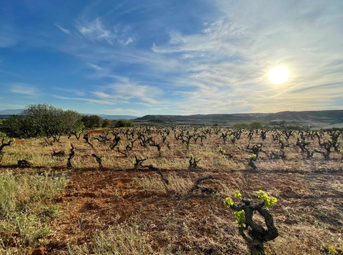 Loli Casado, Rioja