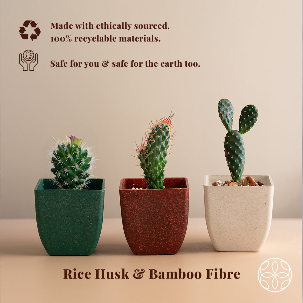 Rice Husk and Bamboo Fiber Sakura Pot and Planter - 4"- Set of 2-FOREST GREEN