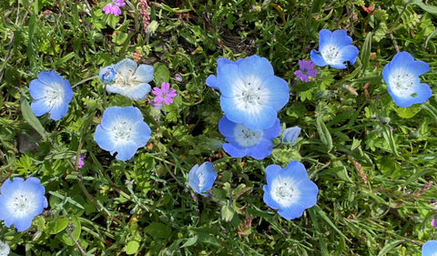 Flowers are strewn across a carpet of green. Each flower has 5 petals which are baby blue with white in the middle.