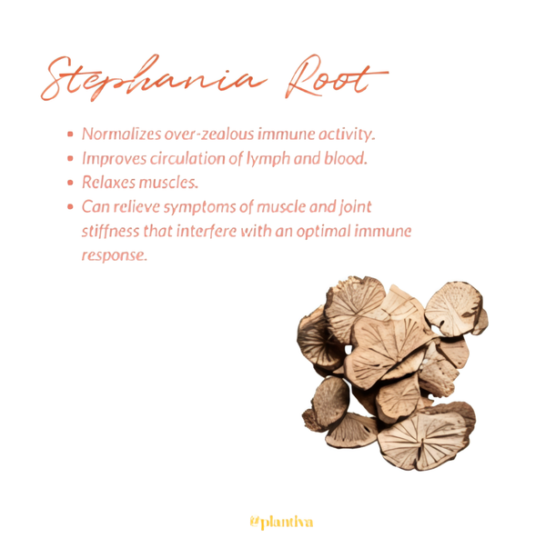 Stephania root and its benefits