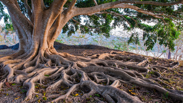 An enormous ficus tree spreads its complex root system across the surface of a gentle slope.