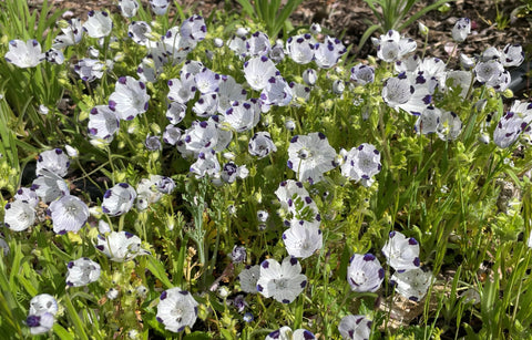 A mound of flowers adorns a carpet of green. Each flower has five white petals with one dark purple dot.