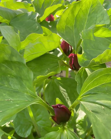 Red trillium flowers and green trillium leaves