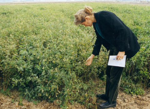 A woman stoops to examine plants in an agricultural field.