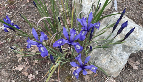 Purple-blue long-tubed iris