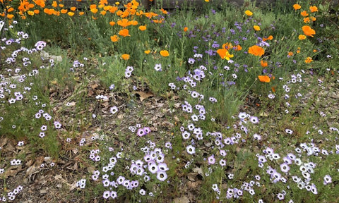 White and pink birds-eye gilia flowers, purple blue-eyed grass, orange California poppies