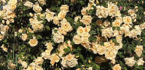 Lady Hillingdon yellow roses