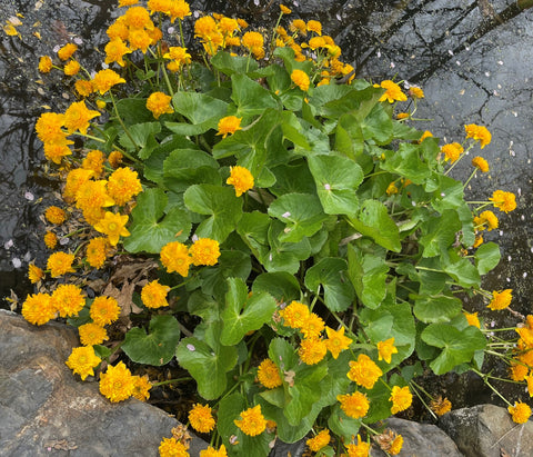 A mound of green leaves is adorned with golden flowers. The plant sits at the edge of a pond ringed with rocks.