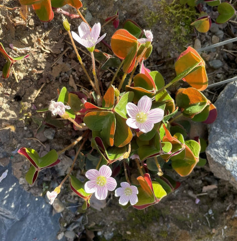 Small, delicate, five-petaled light pink flowers adorn a plant with tripartite leaves in green and orange.