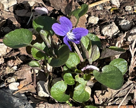 A purple violet flower sits atop a rosette of dark green leaves.