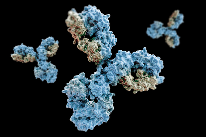 A model of antibodies shows complex proteins folded into a Y shape.