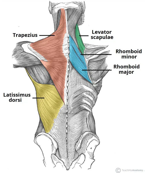 The superficial muscles of the back