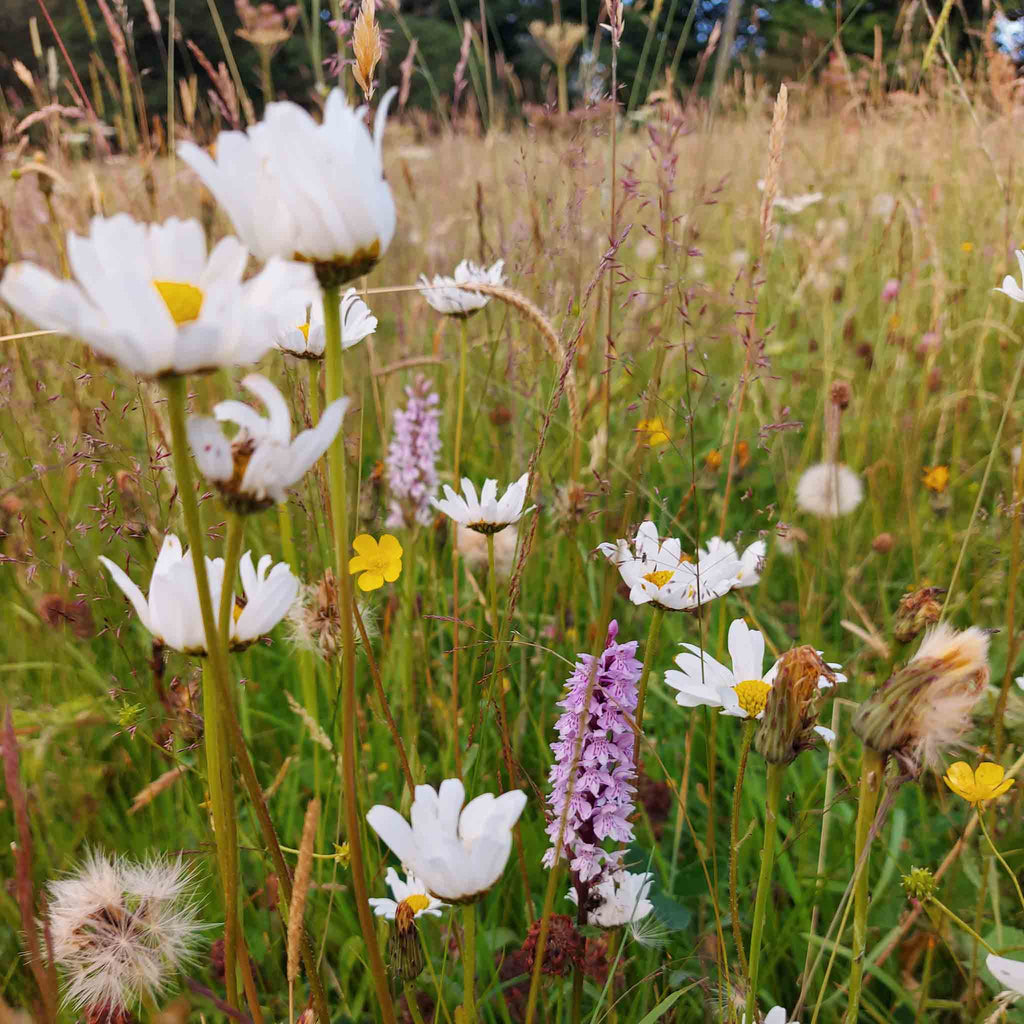 Staffordshire summer meadow by Judith Brown Bridal