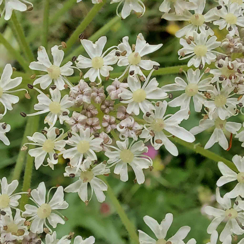Nature's inspiration, detail of hogweed by Judith Brown Bridal