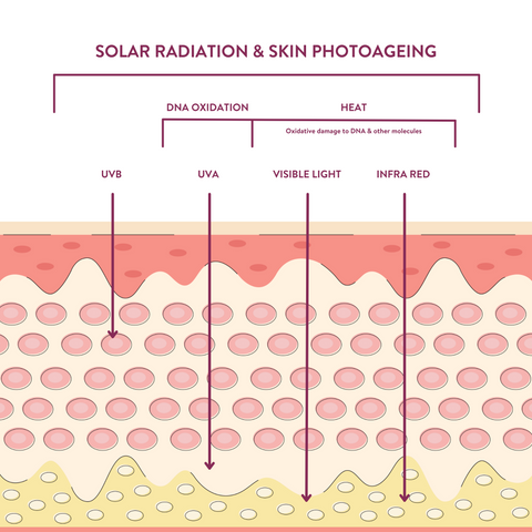 Broad Spectrum Sunscreen Diagram