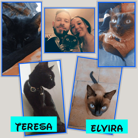 El equipo de D`GatoS con nuestras gatas Elvira y Teresa