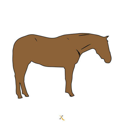 Fleshy Equine Body Condition Score