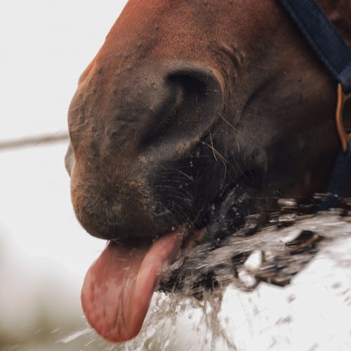 Horse drinking horse water