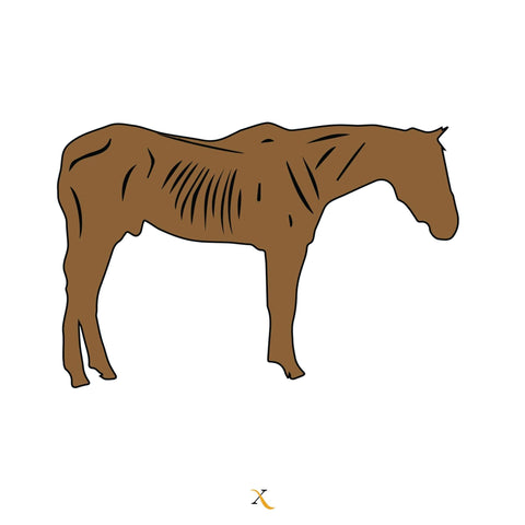 Poor Equine Body Condition Score