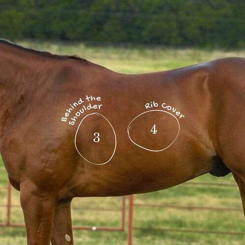 Equine Body Fat Deposition Behind the Shoulder and Rib Cover