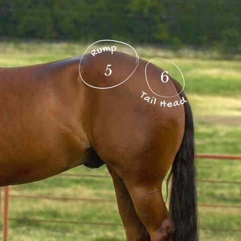 Equine Body Deposition Areas Rump and Tail head