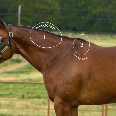 Equine Body Fat Deposition Neck and Withers