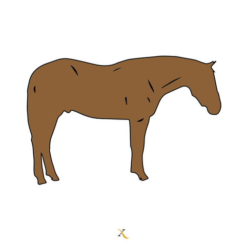 Moderately Fleshy Equine Body Condition Score