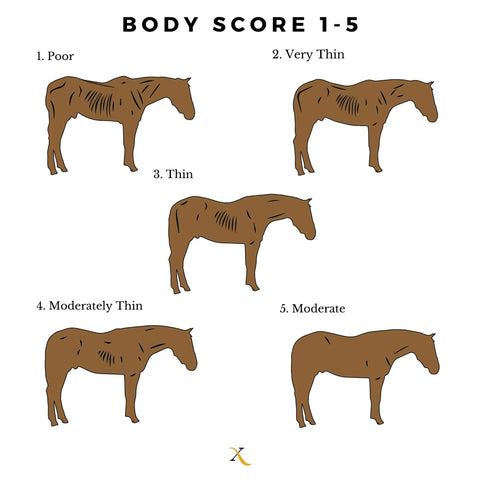 Equine Body Condition Score 1-5 Poor To Moderate Body Condition