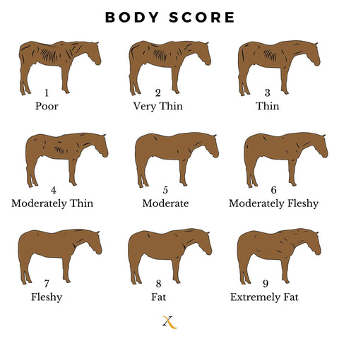 Equine Body Condition Score 1-9
