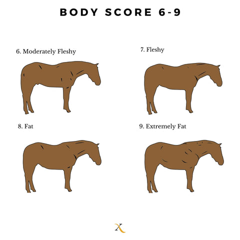 Equine Body Condition Score 6-9 Moderately Fleshy To Extremely Fat