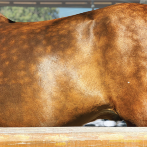 Don't feed grain on an empty stomach