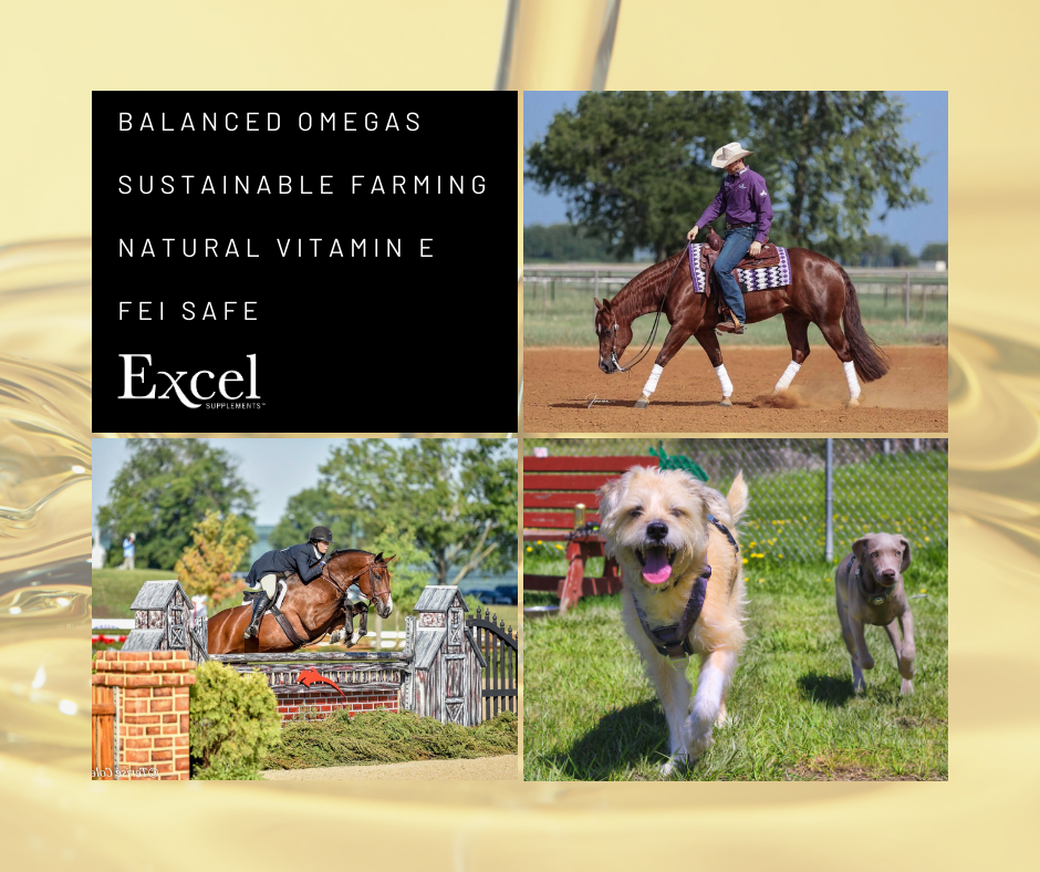 Why choose Excel Supplements Camelina Oil?