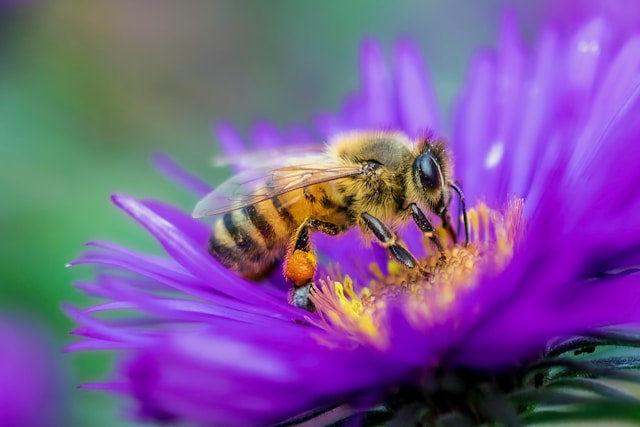 brazilian bee collecting polllen to make green propolis