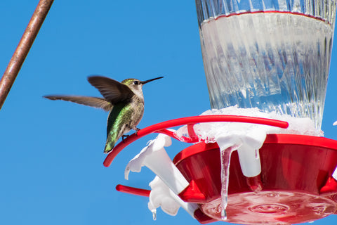 Hummingbird flying up to frozen feeder