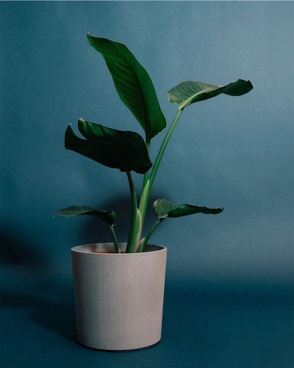 Strelitzia Augusta – PlantaNature