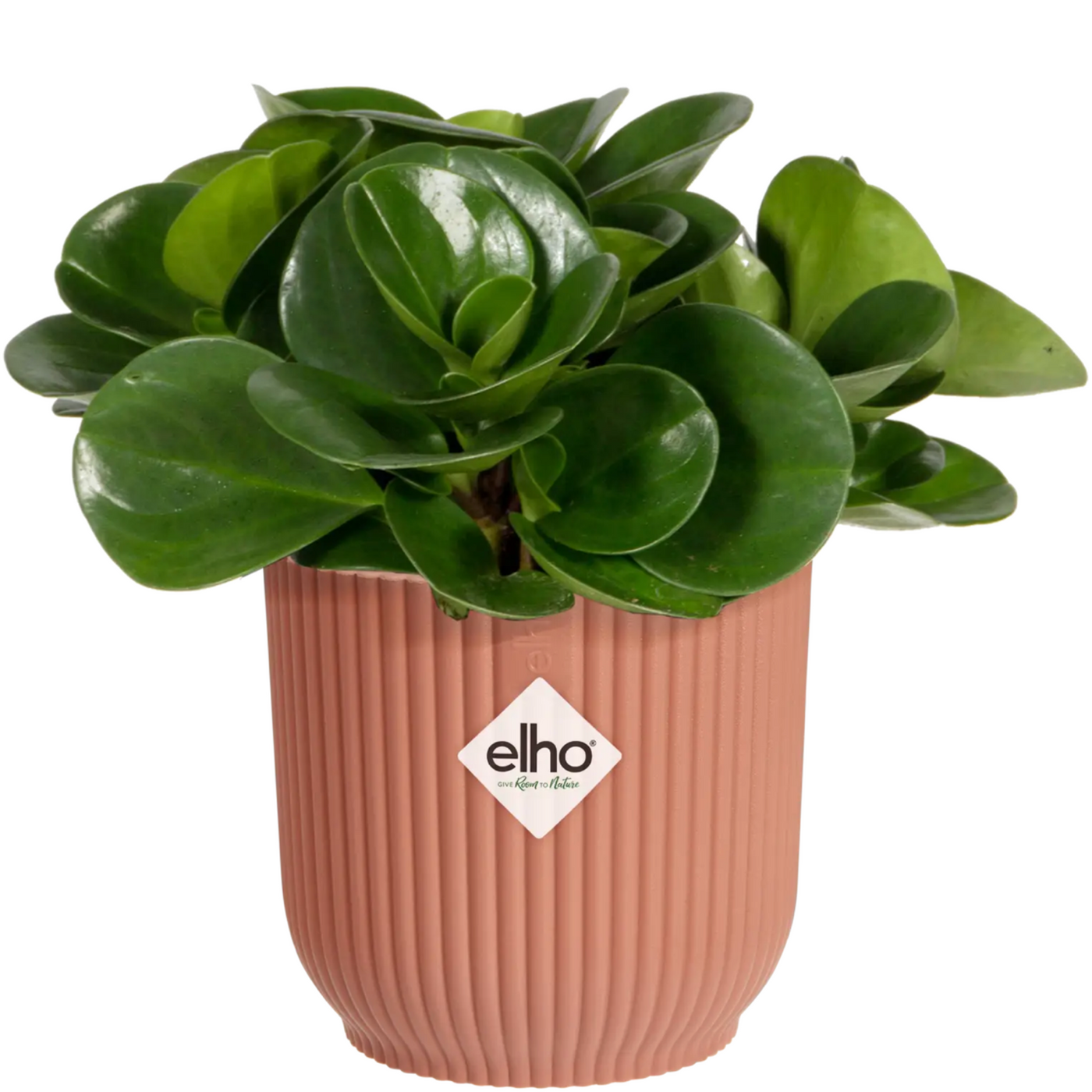 Melodrama blozen doorgaan met Elho Vibes Fold Round Indoor Flower Pot (18cm) - Delicate Pink –  www.justgardening.com