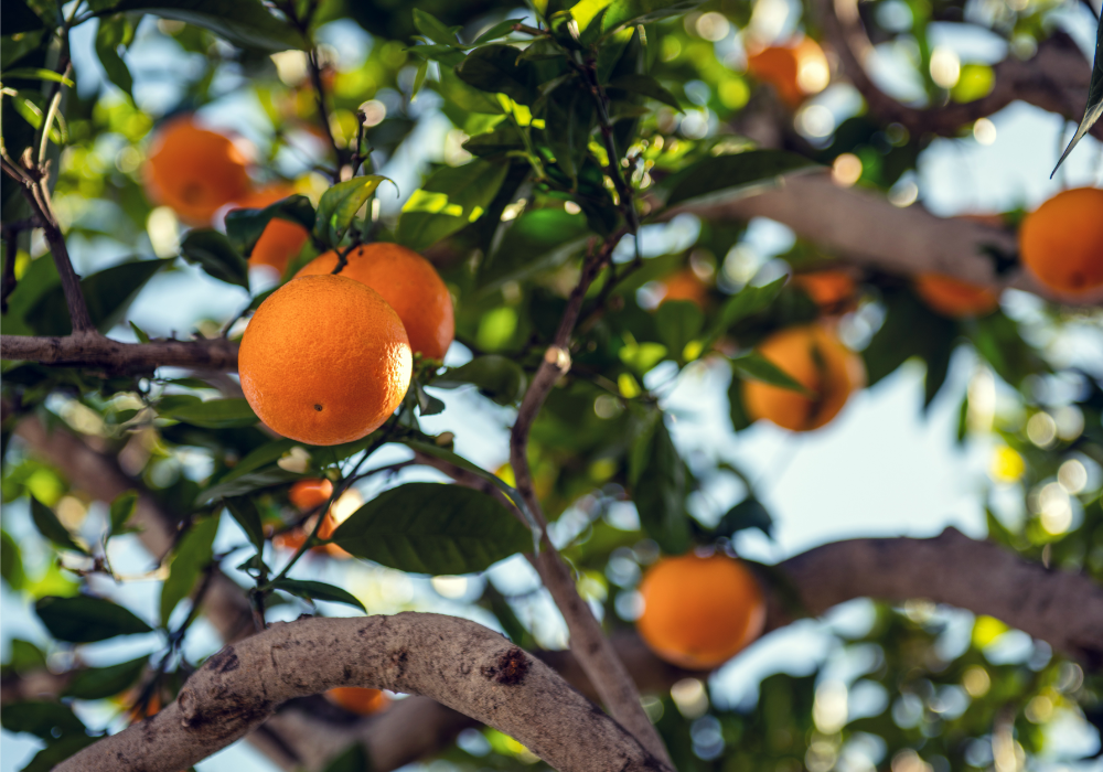 orange tree