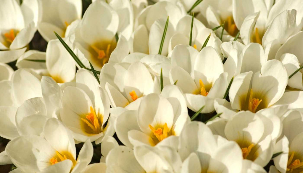 crocus flowers