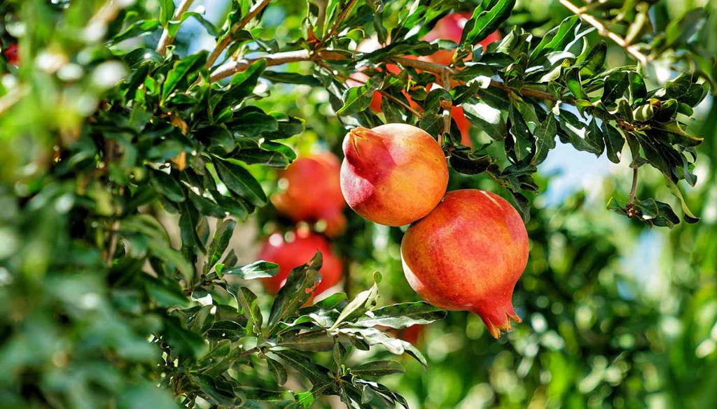 Pomegranate Tree