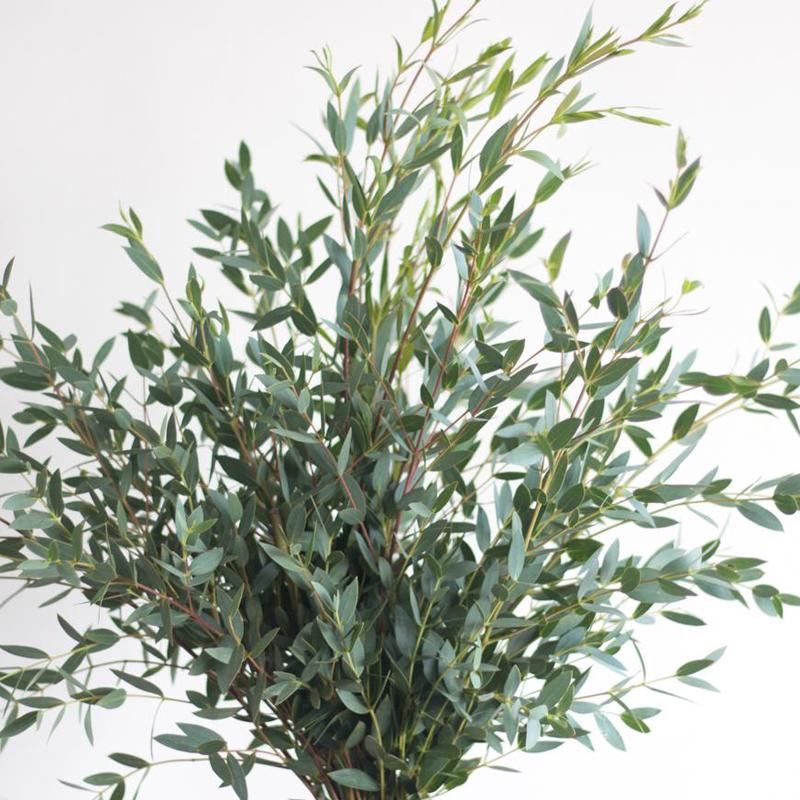 Eucalyptus Gunni – Bunches Direct USA