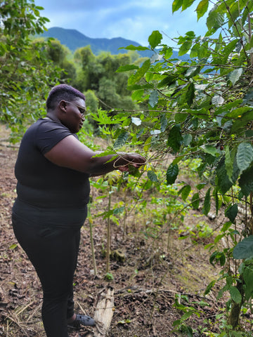 the future dr. dee picking coffee on the farm