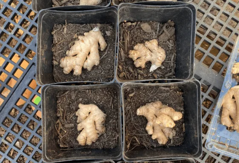 ginger seedlings