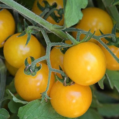 Tomato 'Star Gold' Gusta mini Yellow Grafted