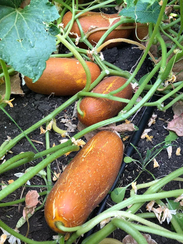 poona kheera cucumber