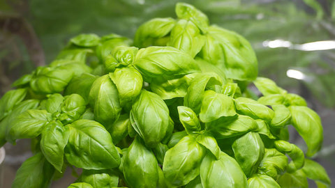 basil growing