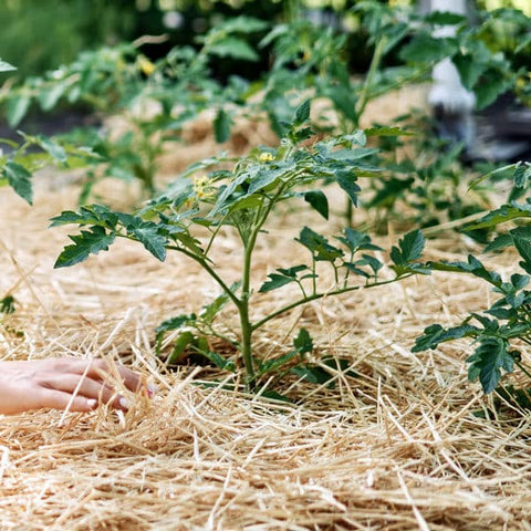 10 Easy Tips For Using Straw Mulch In The Garden - From Soil to Soul